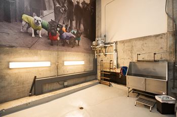 Dog wash station